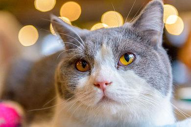 英国CMA认为任天堂主机不能运行使命召唤